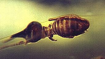 Nasutiform termite